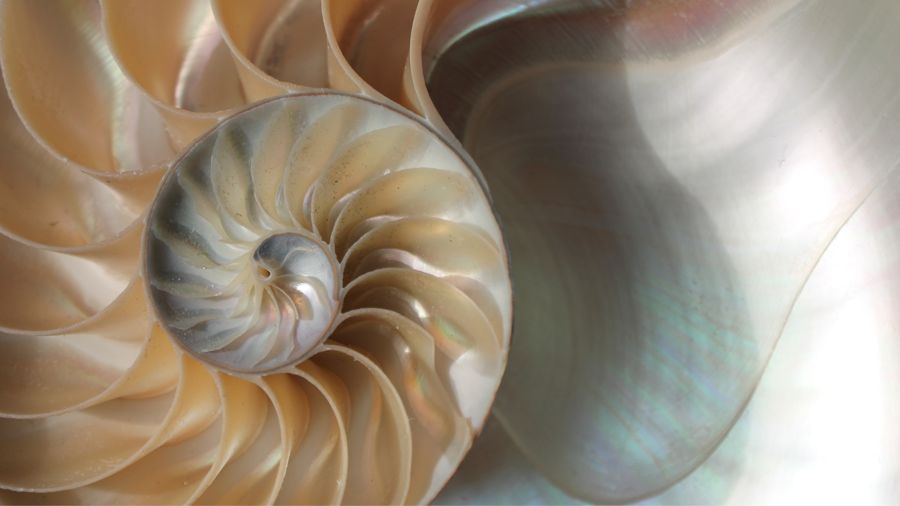 Nautilusschelp, de gulden spiraal